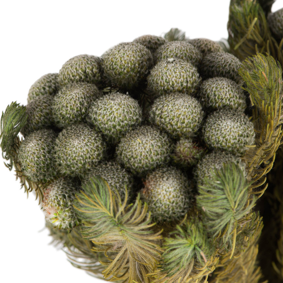 Vickerman H1Bru000 12-16" Natural Green Brunia, 4 Oz Bundle, Preserved