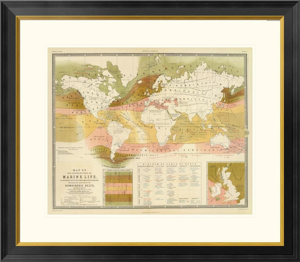 "Marine life, 1854" Framed Digital Print by Edward Forbes, 32x28"