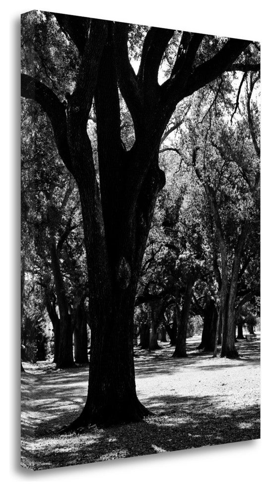 "Oak Tree Study" By Jeff, Giclee Print on Gallery Wrap Canvas, Ready to Hang