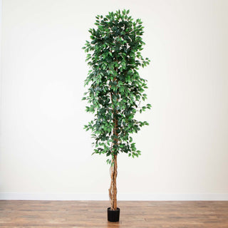 Alternate white background full-height view of the tree.