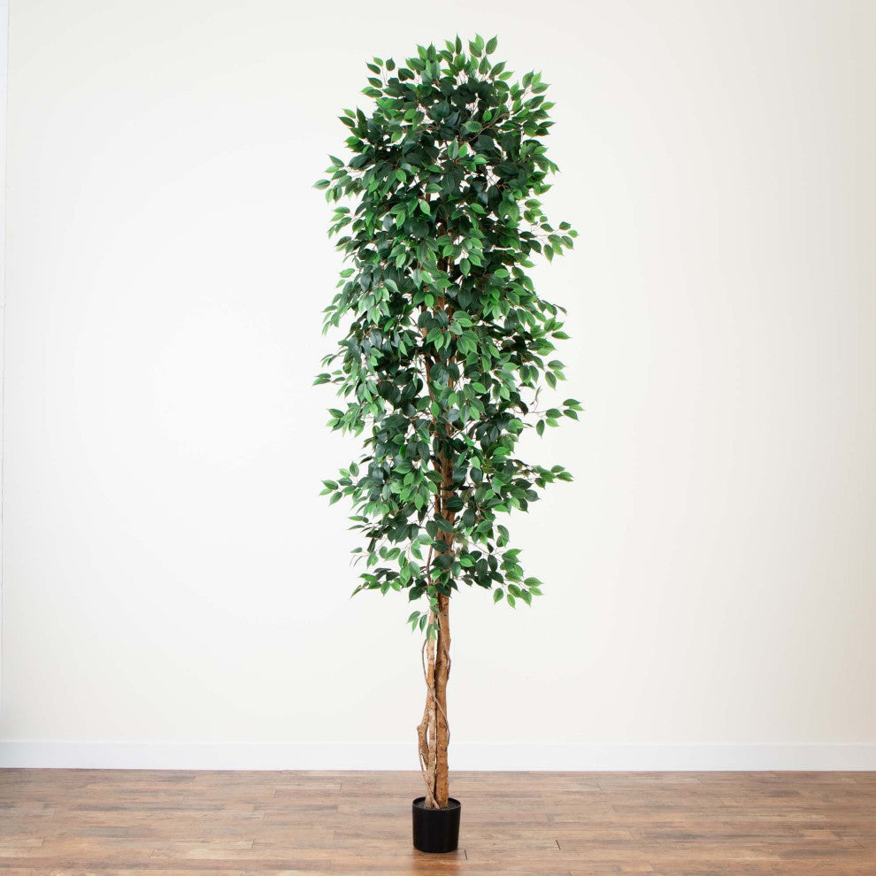 Alternate white background full-height view of the tree.