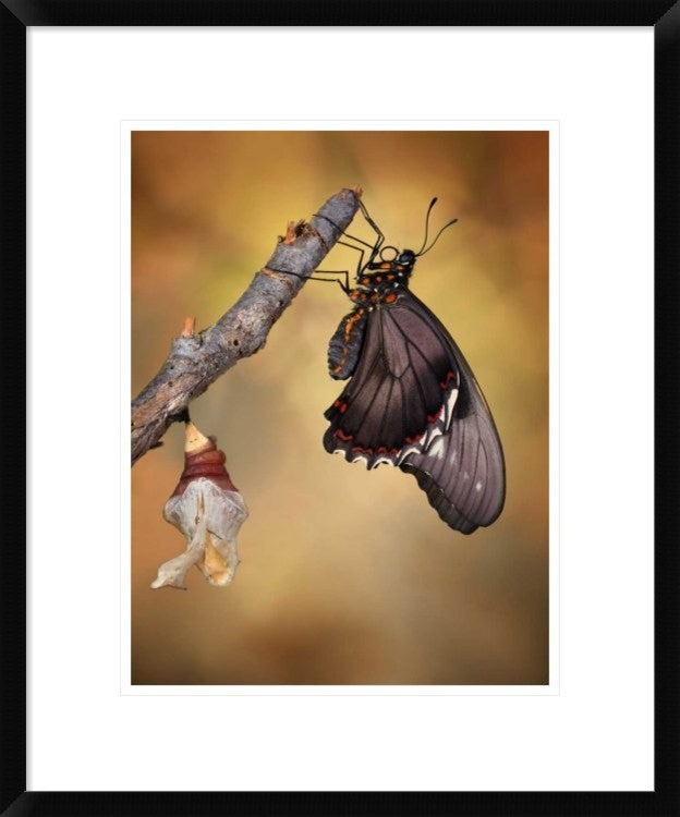 "Birth Of A Swallowtail" Framed Digital Print by Jimmy Hoffman, 20"x24"