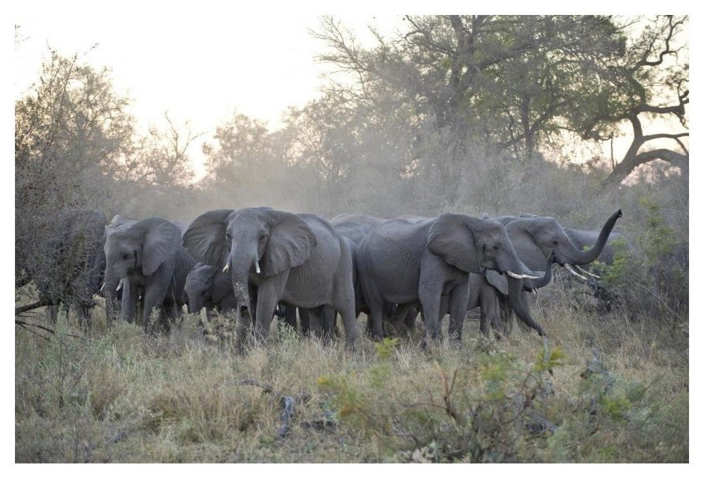 "African Elephant upset herd gathering, Okavango Delta" Paper Art, 20"x14"