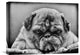"The Boss" Stretched Canvas Giclee by Angelika Martha Himburg, 22x17"