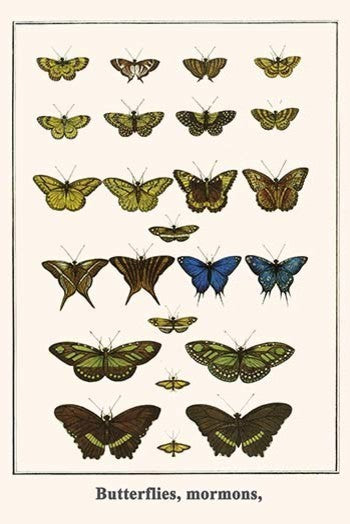 Butterflies, Mormons, - Gallery Wrapped Canvas Art 28" x 42"