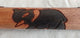 Traditional Carved Elephant Mancala Set | Wood Seeds Africa Game Sculpture Oware