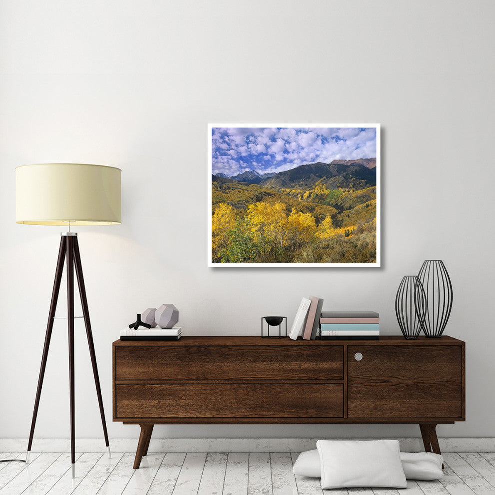 "Quaking Aspen in autumn, Colorado" Paper Print by Tim Fitzharris, 42"x35"