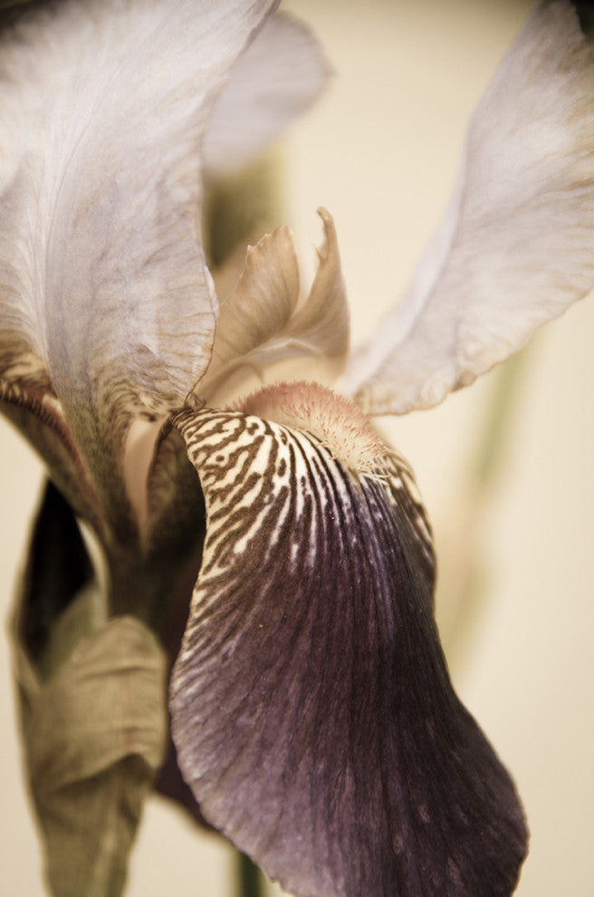 Japanese Iris Delight Aged Floral / Botanical Canvas Wall Art Print, 24" X 36"