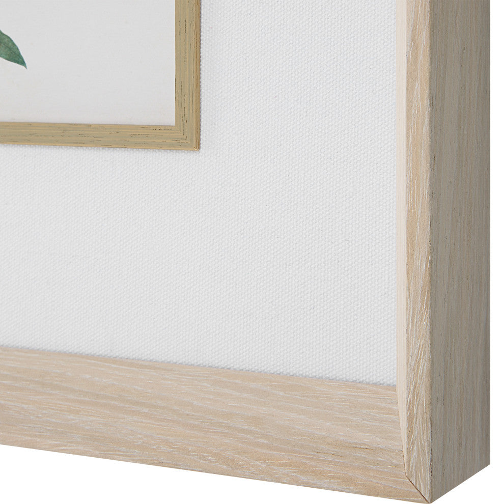 Uttermost Classic Botanicals Framed prints 6-Piece Set