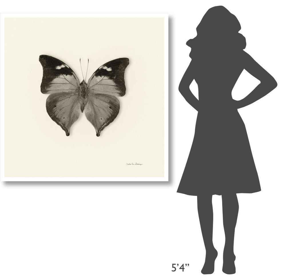 "Butterfly VII - BW" Digital Paper Print by Debra Van Swearingen, 42"x42"