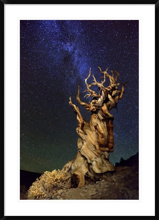 "Bristlecone Pine" Framed Digital Print by Tanja Ghirardini, 32x44"