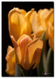'Tulip Blooms III' Canvas Art by Martha Guerra