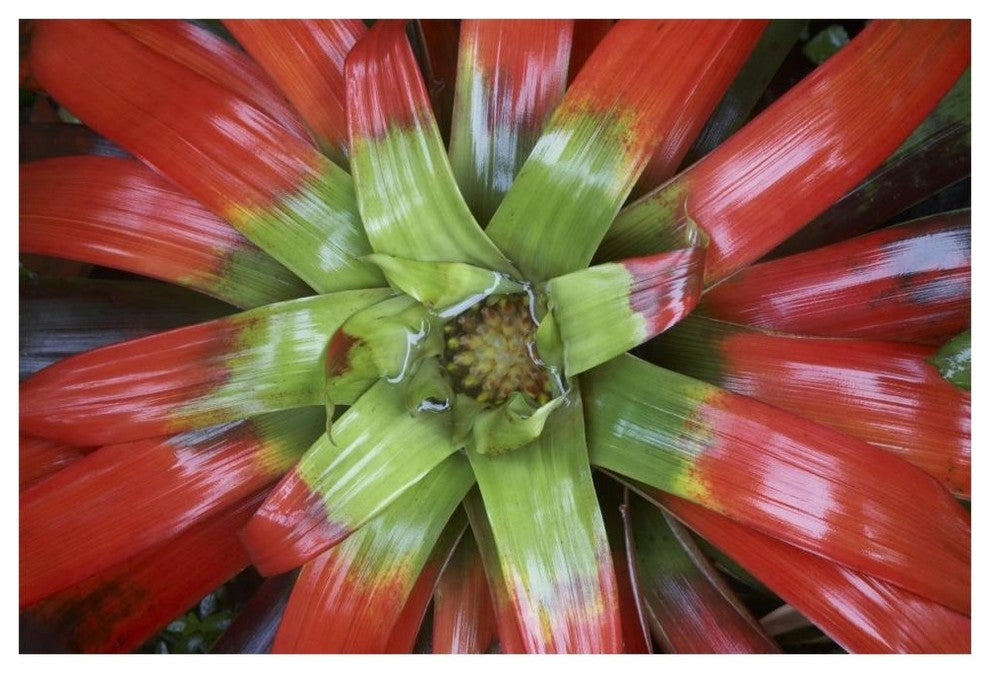 "Bromeliad flower, Costa Rica" Digital Paper Print by Tim Fitzharris, 62"x42"