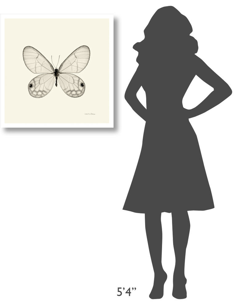 "Butterfly I - BW" Digital Paper Print by Debra Van Swearingen, 26"x26"