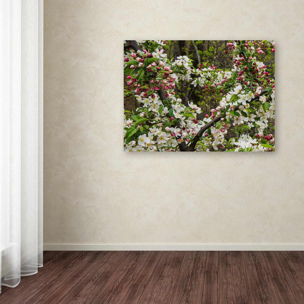 Kurt Shaffer 'Apple blossoms II' Canvas Art, 47"x35"