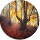 Dark Old Yellow Forest, Landscape Photo Round Metal Wall Art, 11"
