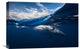 "Humpback Whale And The Sky" Canvas by Barathieu Gabriel, 22x15"