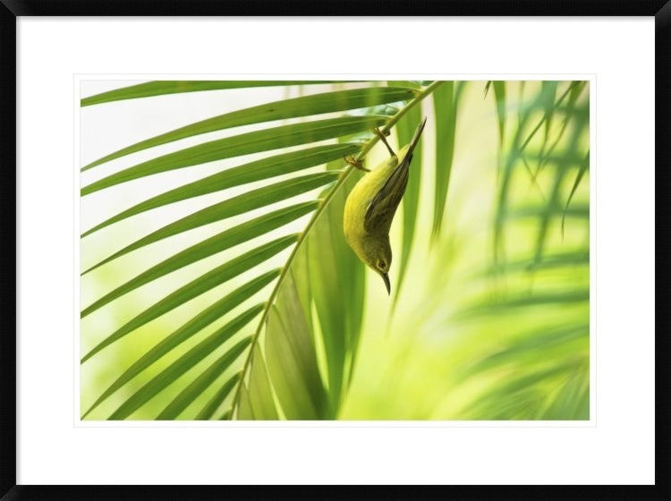 "50 Shades Of Green" Framed Digital Print by Daniele Bariviera, 32x24"