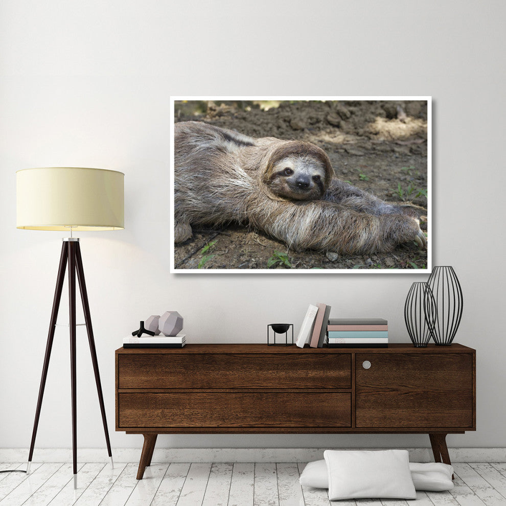 "Brown-throated 3-toed Sloth male, Aviarios Sloth Sanctuary" Paper Art, 62"x42"