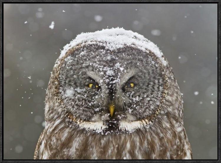 "Great Grey Owl Winter Portrait" Framed Canvas Giclee by Mircea Costina, 25x19"