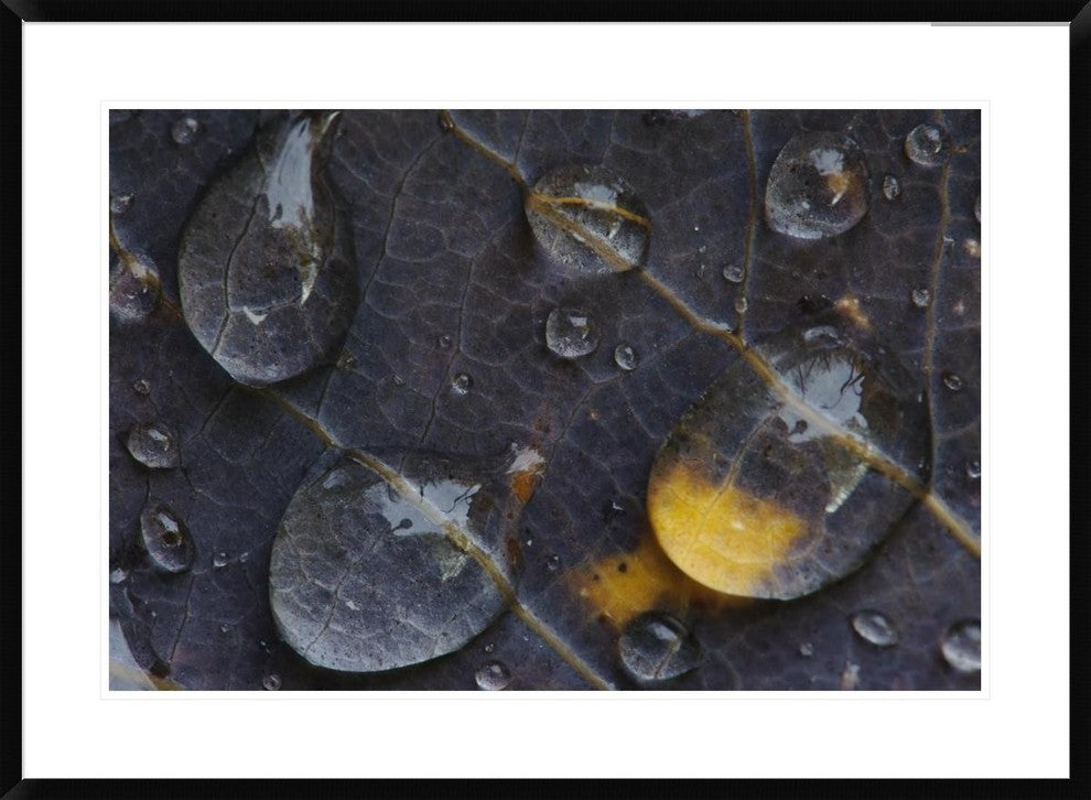 Water Drops On A Leaf, Goldenstedt, Lower Saxony, Germany, 36"x26"