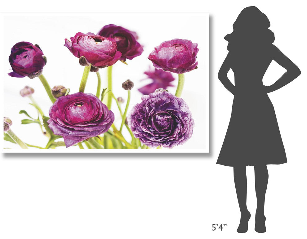 "Spring Ranunculus III" Digital Paper Print by Laura Marshall, 62"x42"