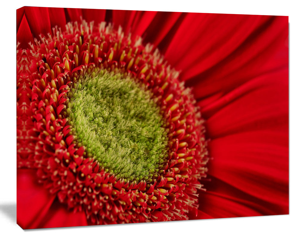 Red Daisy Gerbera Flower Close up, Flowers Canvas Wall Artwork, 40"x30"
