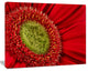 Red Daisy Gerbera Flower Close up, Flowers Canvas Wall Artwork, 40"x30"