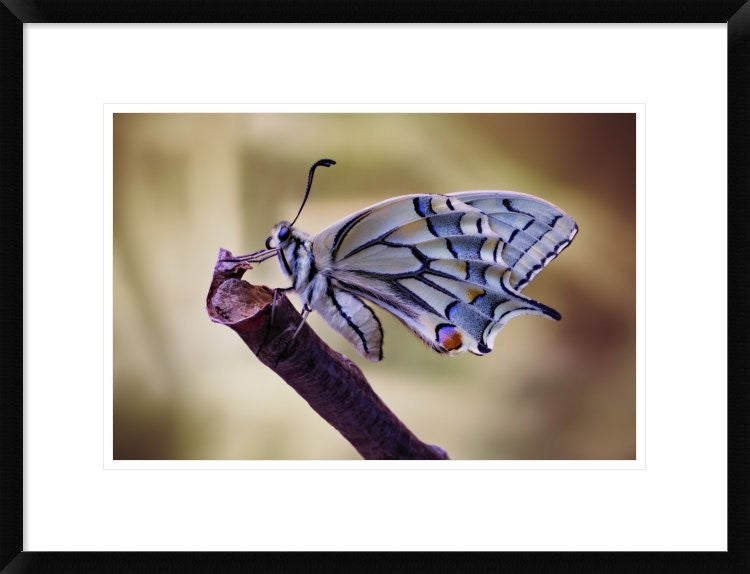 "Basking" Framed Digital Print by Jimmy Hoffman, 26"x20"
