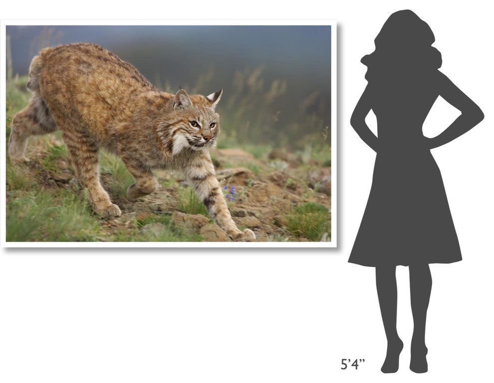 "Bobcat stalking, North America" Digital Paper Print by Tim Fitzharris, 62"x42"