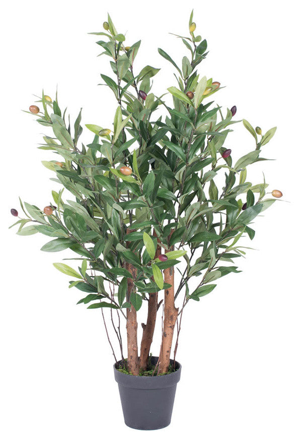 30"  Olive Tree In Pot