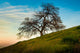 Great Oak3,  Canvas Giclee, 18"x12"