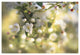"Blush Blossoms I" Digital Paper Print by Sue Schlabach, 26"x18"