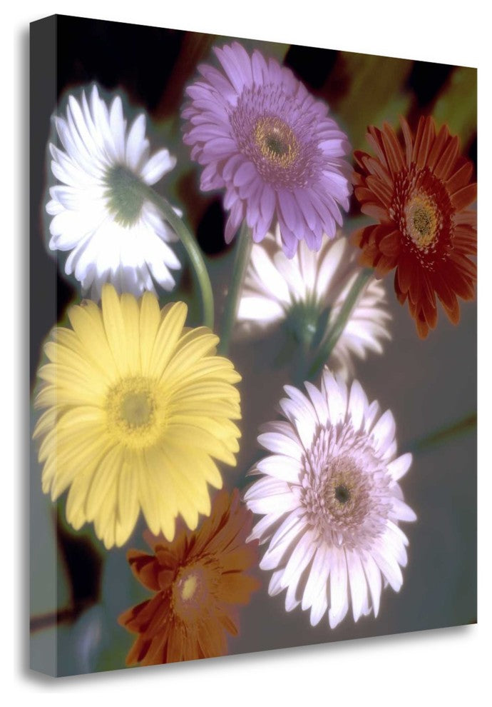 "Floral Color - 6" By Alan Blaustein, Giclee Print on Gallery Wrap Canvas