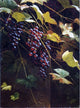 Andrew H. Way Wild Grapes, 21"x28" Wall Decal