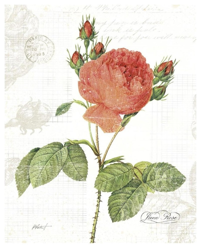 "June Rose on White" Digital Paper Print by Katie Pertiet, 18"x22"
