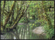Red Alder Trees With Moss, Hoh Rainforest, Olympic Np, Washington, 32"x24"