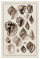 "Shells: Purpurifera (Sepia)" Digital Paper Print by G.B. Sowerby, 34"x50"