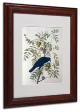 'American Crow' Matted Framed Canvas Art by John James Audubon