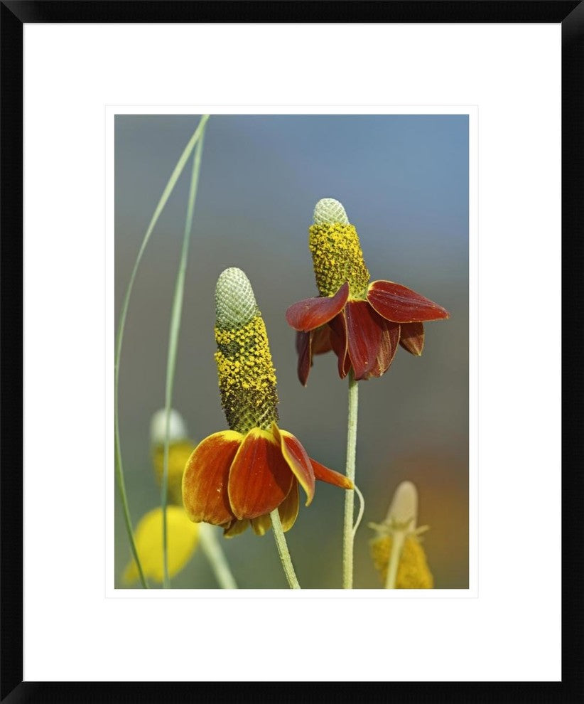 "Mexican Hat flowers in bloom, North America"  by Tim Fitzharris, 20x24"
