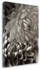 "Florison - 10" By Alan Blaustein, Giclee Print on Gallery Wrap Canvas