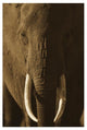 "African Elephant male portrait with long tusks, Kenya" Paper Art, 18"x26"