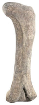 Apatosaurus Femur Fossil