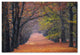 Cora Niele ''Beech Lane'' Canvas Art