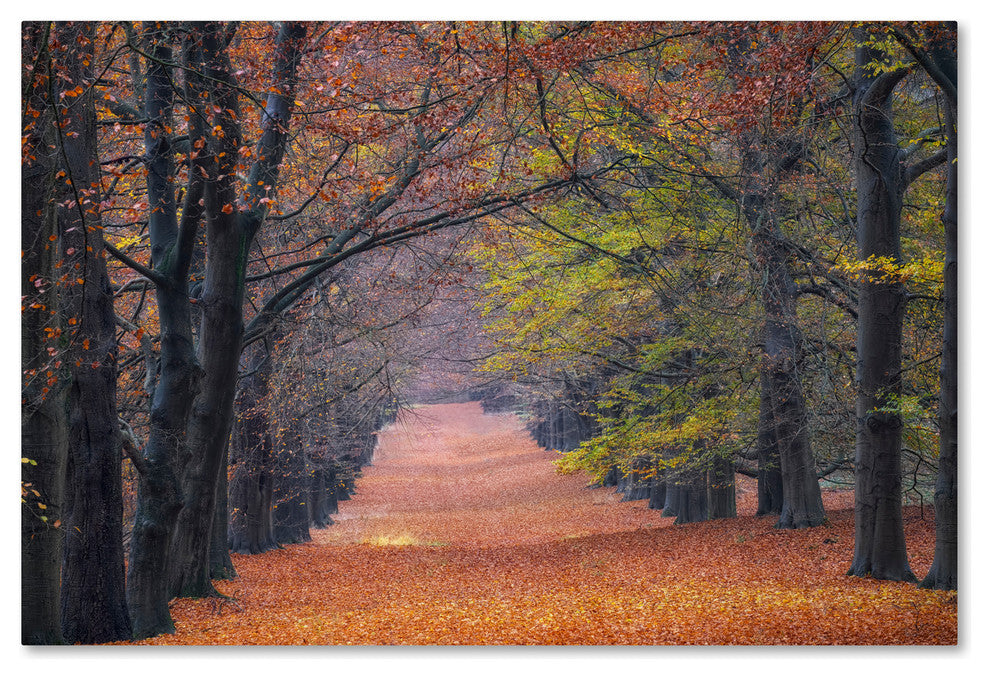 Cora Niele ''Beech Lane'' Canvas Art