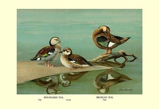 Ring-Necked and Brazilian Teals- Gallery Wrapped Canvas Art 28" x 42"
