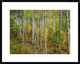 "Aspen forest, Colorado" Framed Digital Print by Tim Fitzharris, 32x26"
