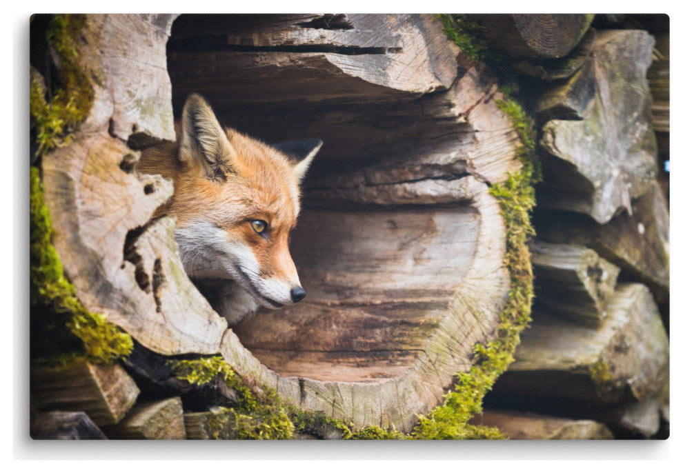 Young Red Fox Face In Mossy Stump Animal Wildlife Photo Canvas Wall Art Prints, 24" X 36"