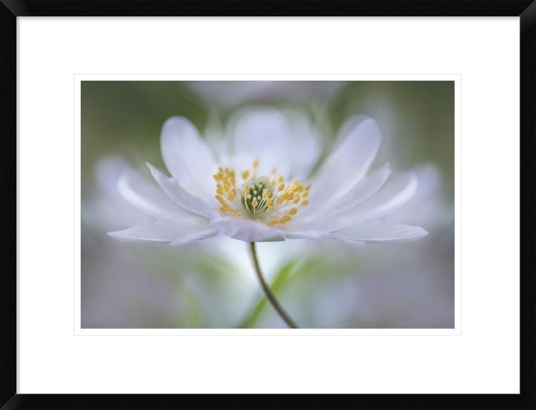 "Nemorosa Nirvana" Framed Digital Print by Mandy Disher, 26"x20"