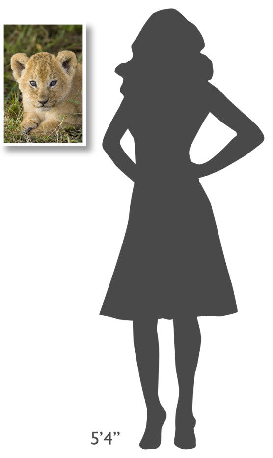 "African Lion 5 week old cub, vulnerable, Masai Mara Reserve" Paper Art, 14"x20"